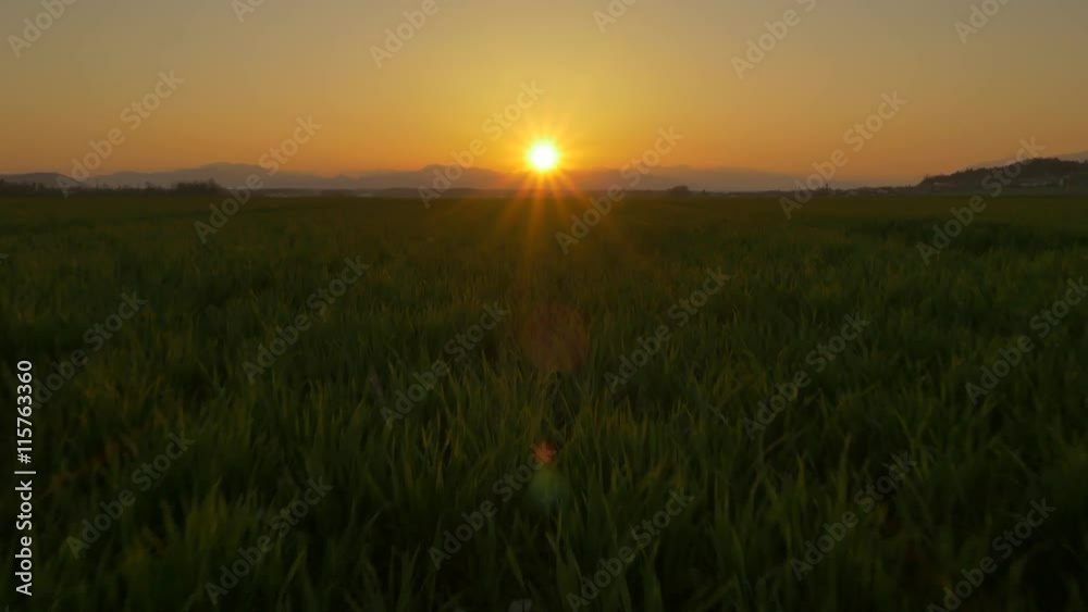 AERIAL: Flying over wheat field at golden sunset AERIAL: Flying over wheat field at golden sunset
