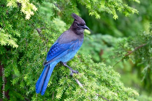 Blue bird in tree. Steller's Jay in rain forest. Cypress Mountain Provincial Park, West Vancouver, British Columbia, Canada. photo
