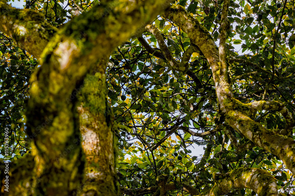 Fototapeta premium Avocado Tree Crown