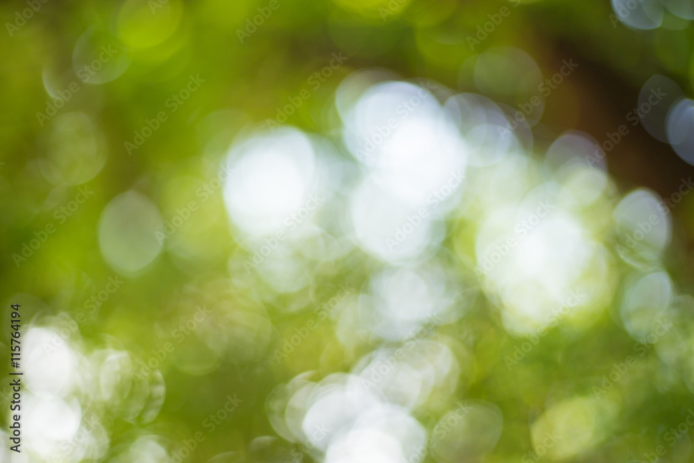 Obraz premium Abstract Green Bokeh Natural Background
