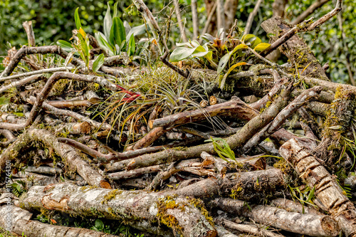 Deforestation, Removal Of A Forest