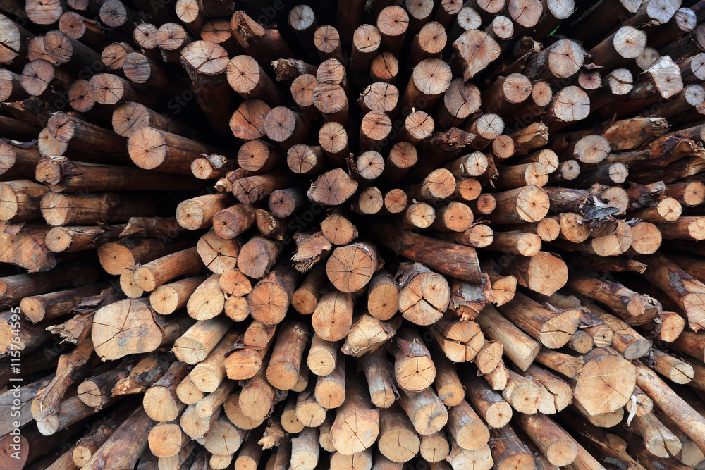 mangrove wood to be processed as charcoal mangrove wood to be processed as charcoal