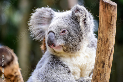 Fototapeta Naklejka Na Ścianę i Meble -  Adorable Koala Bear in Koala Sanctuary