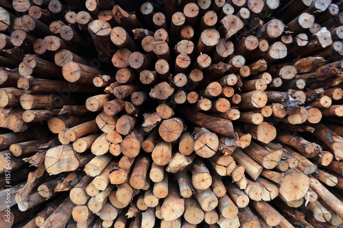 mangrove wood to be processed as charcoal