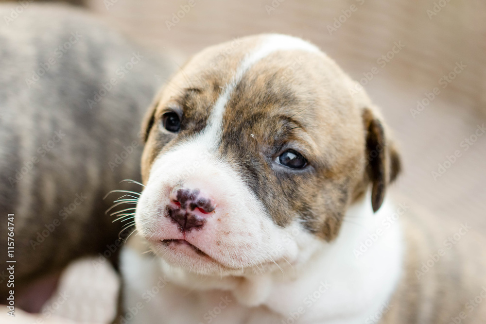 pitbull puppy dog