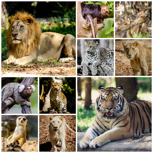 Different animal collage