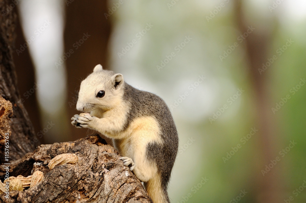 Obraz premium Single chipmunk eating peanut on tree.