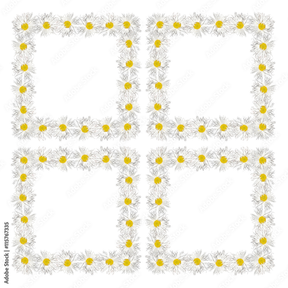 Delicate floral background of beautiful daisies flowers isolated Delicate floral background of beautiful daisies flowers isolated