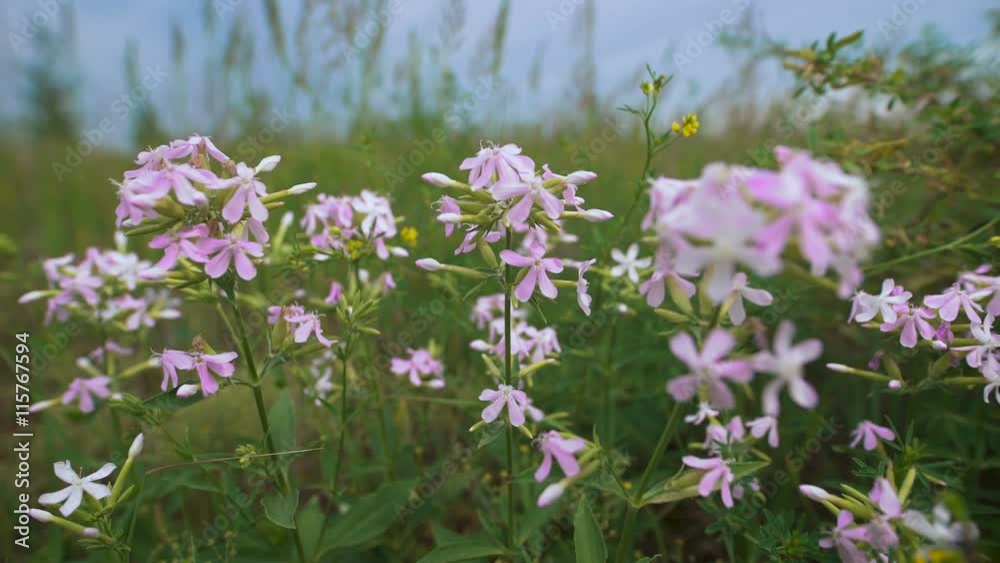 Flowers lilac flower in the field