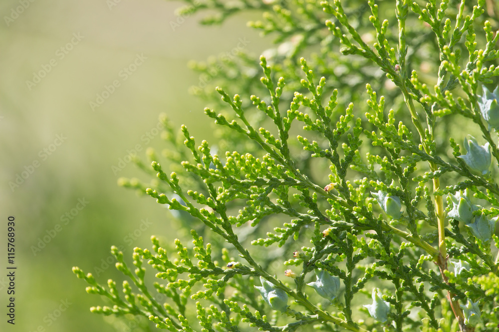branches of spruce as background branches of spruce as background