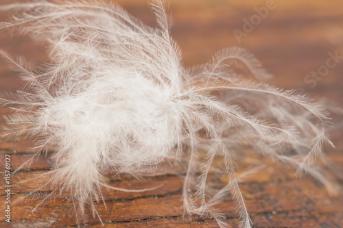 white feathers of the bird on a wooden background