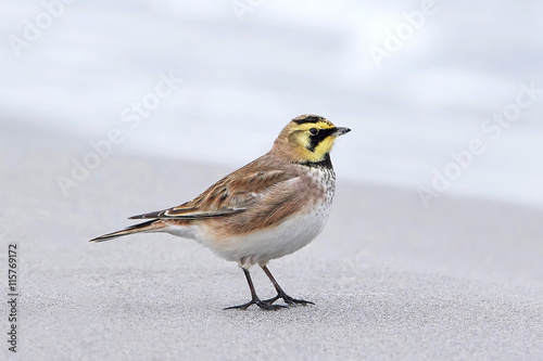 Horned lark (Eremophila alpestris)