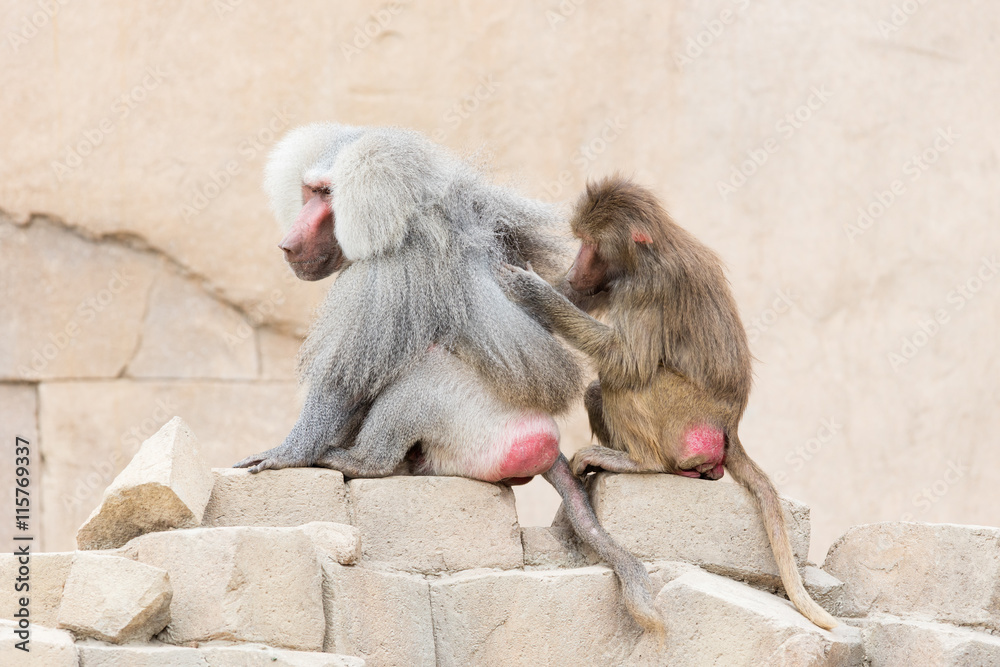 Obraz premium Monkey grooming another monkey