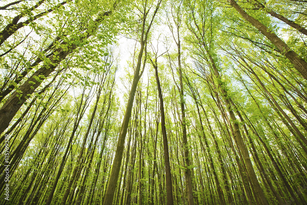 Fototapeta premium Forest