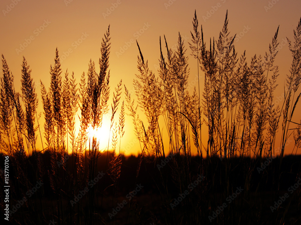 Tuft grass Calamagrostis epigeios on a sunset.