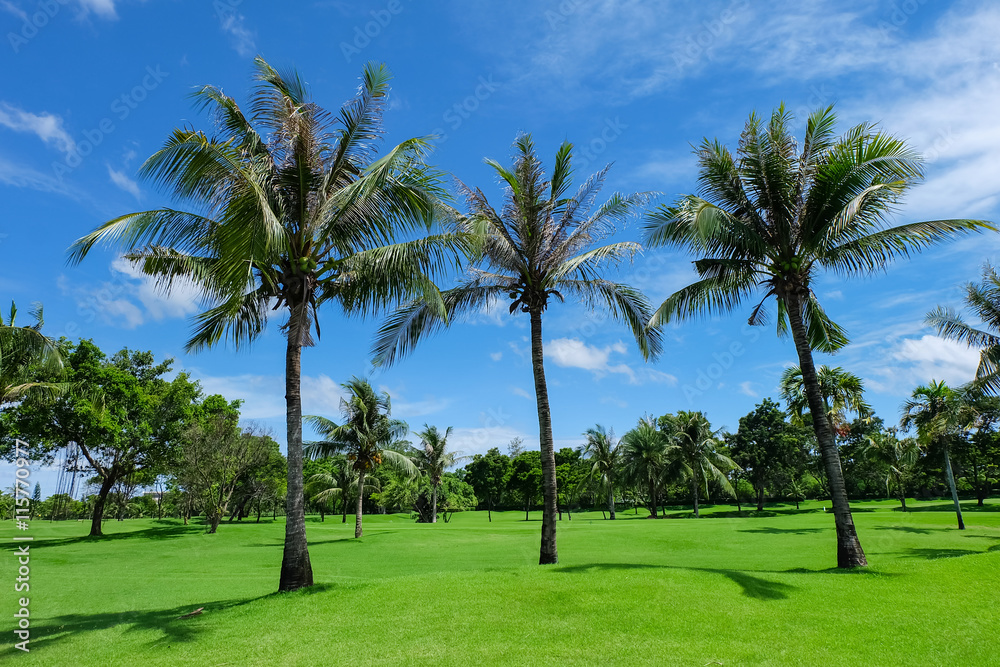landscape of coconut trees on a green lawn with blue sky.