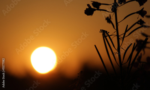 fireweed narrow-leaved bushes at sunset summer sun photo