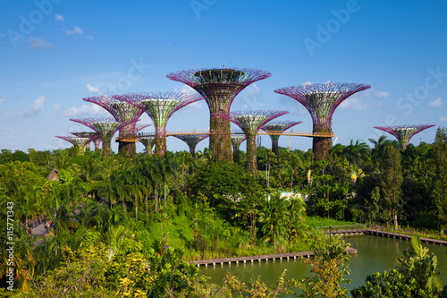 Photography Daytime view of the Supertree grove at Gardens By The Bay, Singa