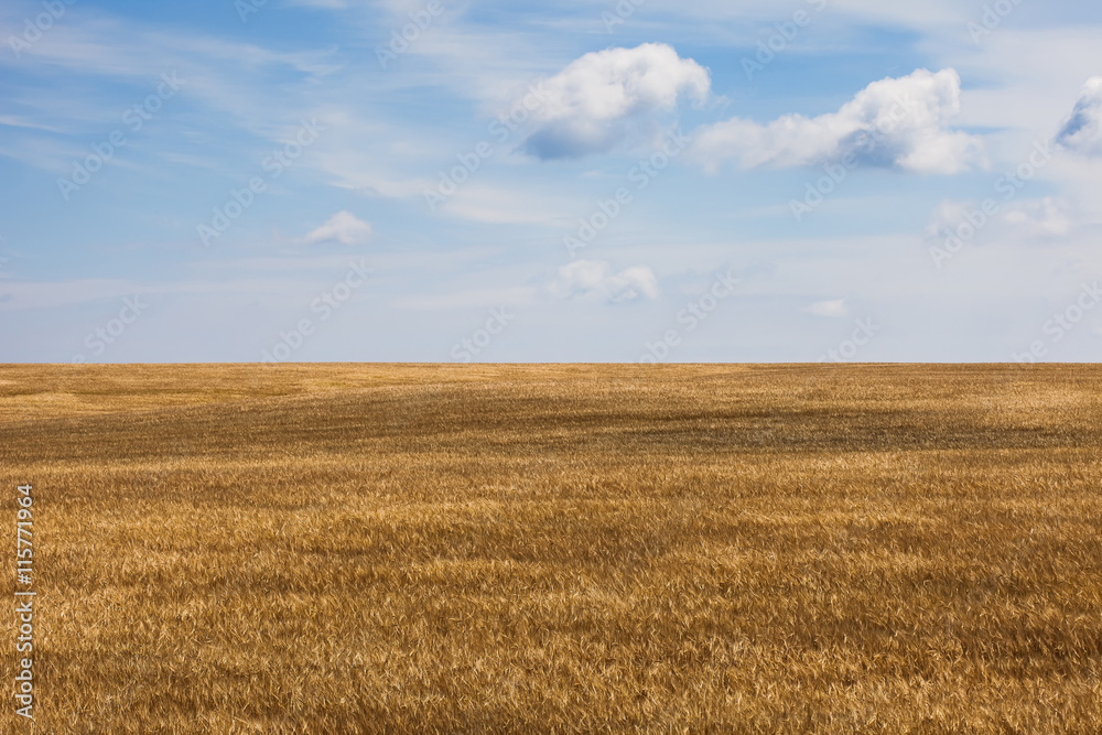 field of ripe wheat ears on blue sky background field of ripe wheat ears on blue sky background