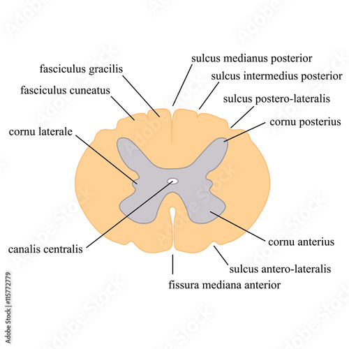 spinal cord cross section, the main components of photo