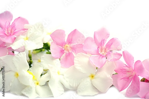 Beautiful pink and white spring flowers isolated on white background with copy space for text, wedding and love concept