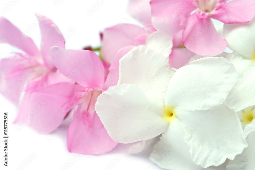 Beautiful pink and white spring flowers isolated on white background with copy space for text, wedding and love concept Beautiful pink and white spring flowers isolated on white background with copy space for text, wedding and love concept