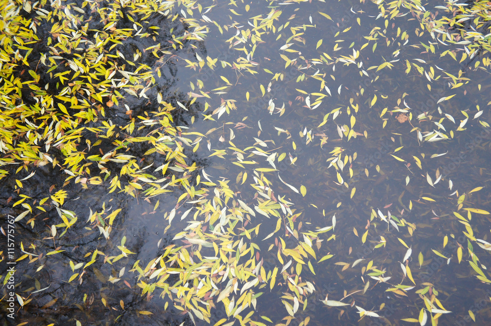 Yellow willow leaves on the gray water abstract