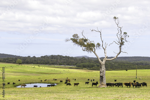 Australian Cattle Farm photo
