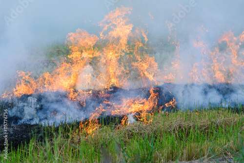 Burning straw stubble farmers when the harvest is complete. another cause of global warming © bigy9950