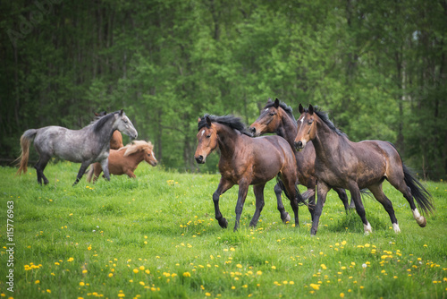 Herd of horses running on the field in summer