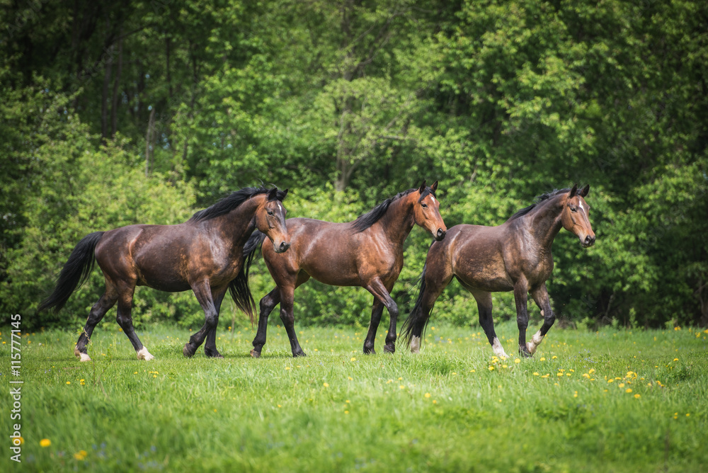 Three beautiful bay horses on the pasture in summer