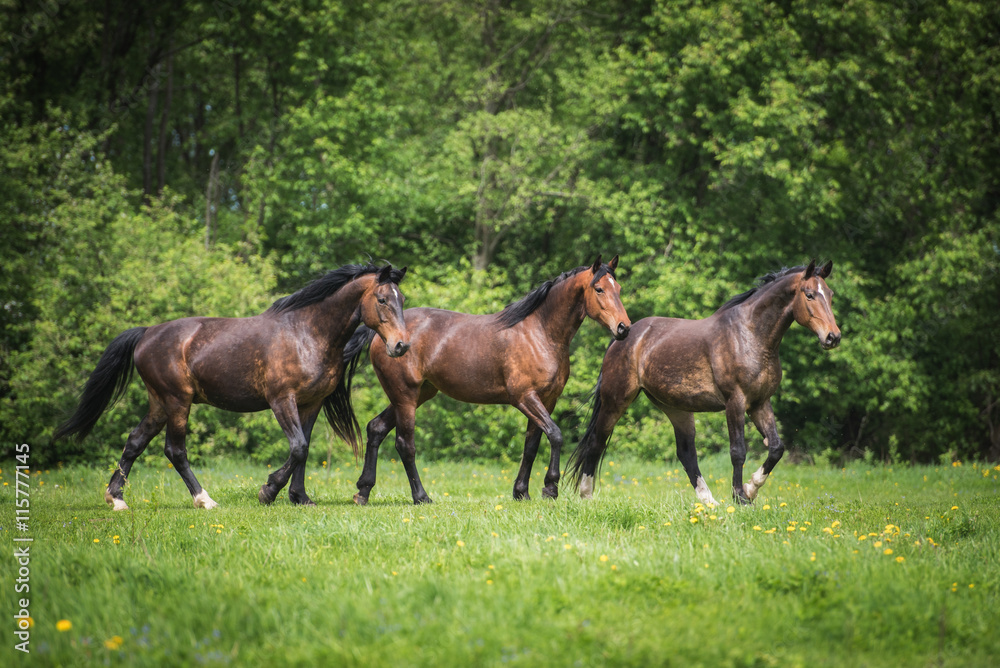 Three beautiful bay horses on the pasture in summer Three beautiful bay horses on the pasture in summer