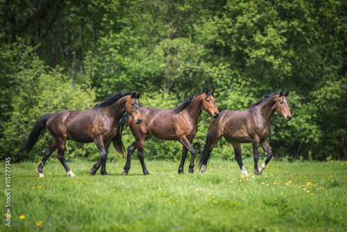 Three beautiful bay horses on the pasture in summer