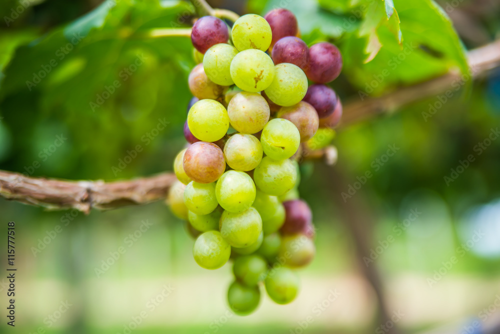 Vineyards autumn harvest. Ripe grapes in fall. Vineyards autumn harvest. Ripe grapes in fall.