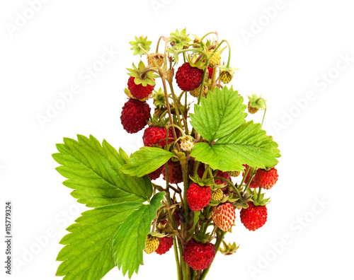 bunch of wild strawberry