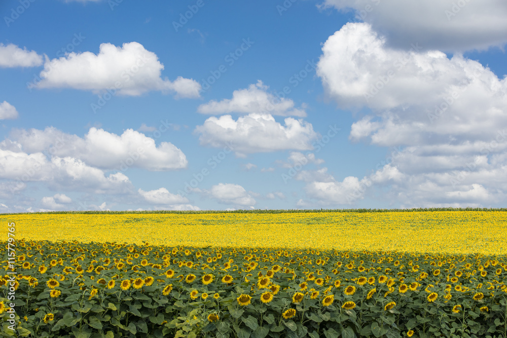 shadow and sun light in farm landscape with sunflowers and sky