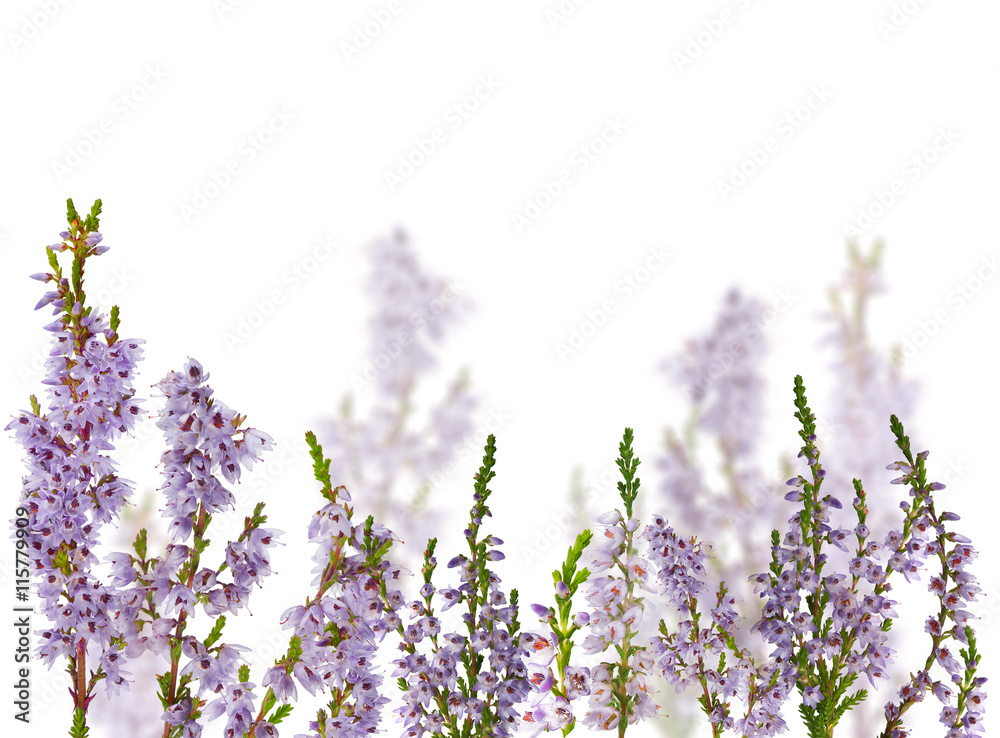 Obraz premium group of lilac heather blossoms on white