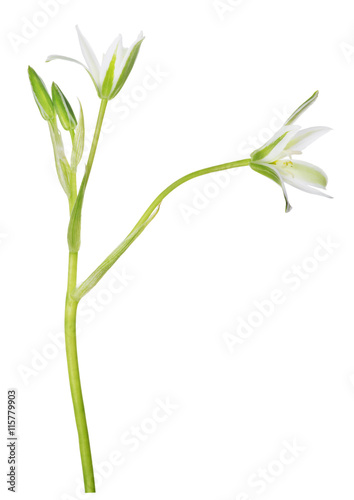 green and white isolated garden flower