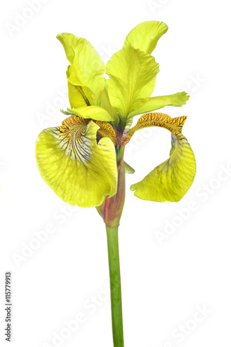Fototapeta Naklejka Na Ścianę i Meble -  large yellow iris flower isolated on white