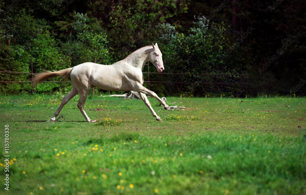 running creamello purebred akhalteke stallion in paddock - obrazy, fototapety, plakaty 