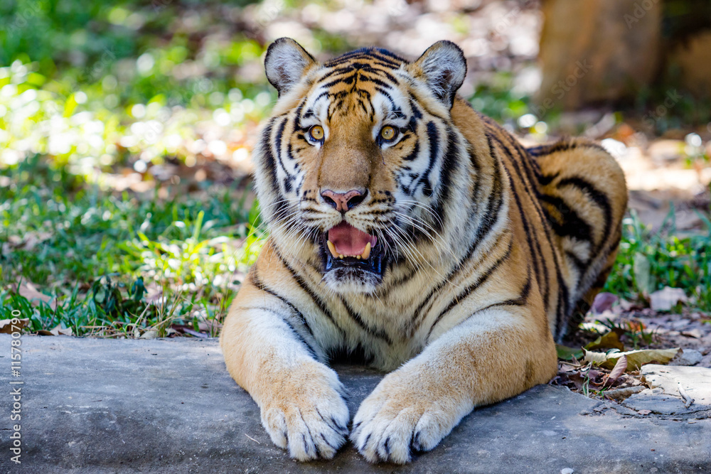 Obraz premium Bengal Tiger