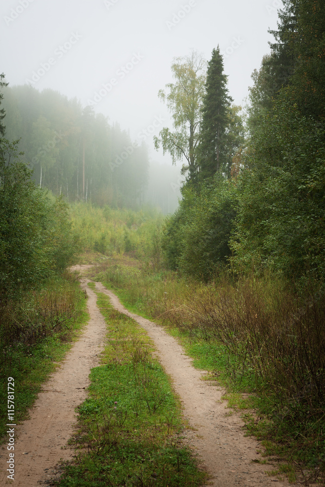 misty forest