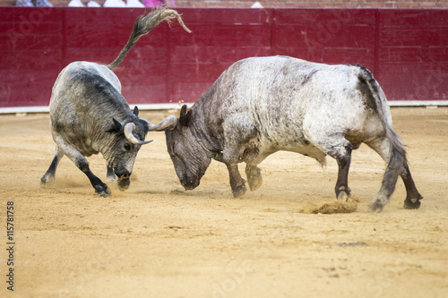 fighting bulls in a bullring in Spain