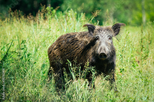 wild boar