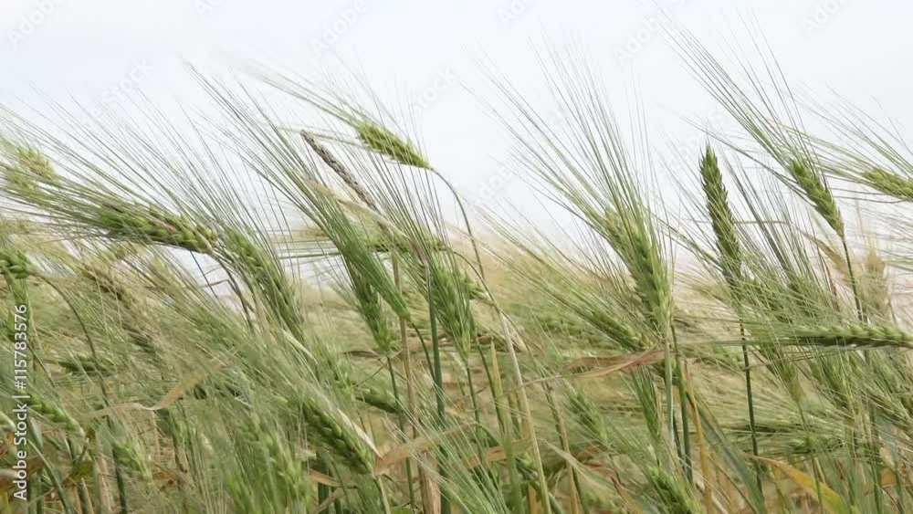 cornfield in the wind in nature cornfield in the wind in nature