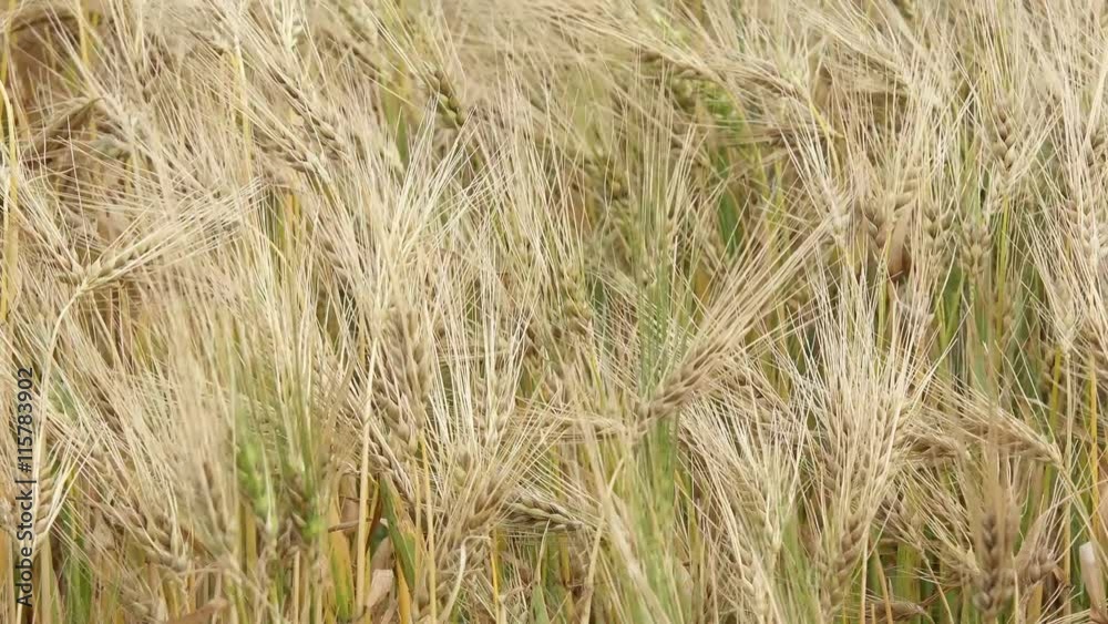 cornfield in the wind in nature cornfield in the wind in nature
