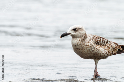 Seagull on the seashore © Qazix