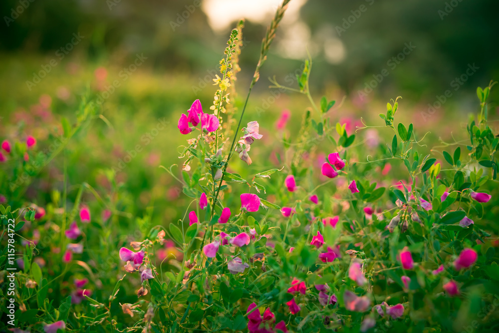 Beautiful landscape with the wilderness of herbs and pink wildflowers. The idea of the background of Mother's day, 8 March and World environment day. Soft focus Beautiful landscape with the wilderness of herbs and pink wildflowers. The idea of the background of Mother's day, 8 March and World environment day. Soft focus