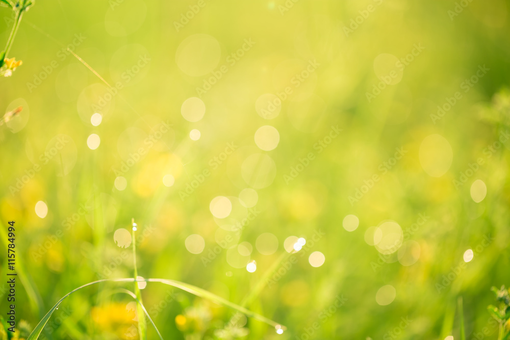 Obraz premium Morning landscape sunrise in the meadow, on the grass and flowers of the drops of dew. The idea of the background of Mother's day, 8 March and World environment day. Soft focus