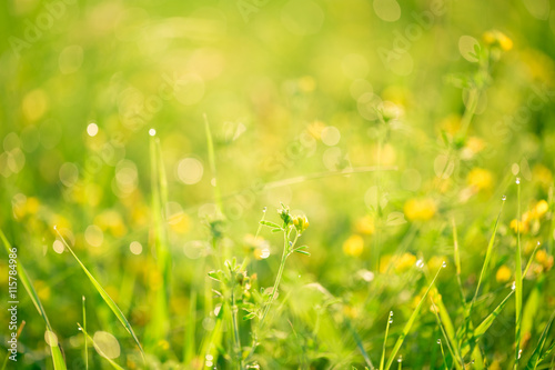 Morning landscape sunrise in the meadow, on the grass and flowers of the drops of dew. The idea of the background of Mother's day, 8 March and World environment day. Soft focus © Ievgenii Meyer